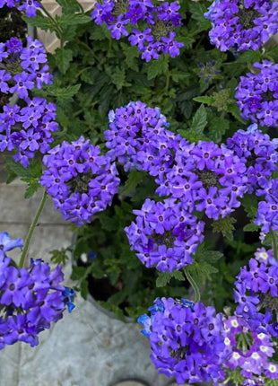 💐Garden Verbena Seeds