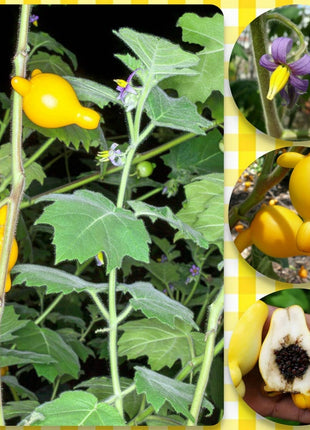 Nipple Fruit Seeds ~ Cow's Udder ~ Titty Fruit ~ Apple of Sodom (Solanum mammosum) ~ Nipplefruit Bizarre Fruit in the Solanum Family