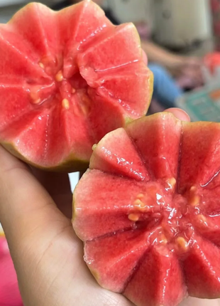 Tropical Strawberry Guava Organic Pink Guava Seeds