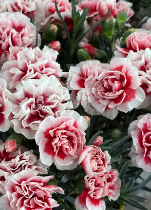 🌹Double Carnation Seeds—Mother's Day Flowers