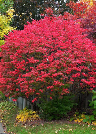 🔥Burning Bush