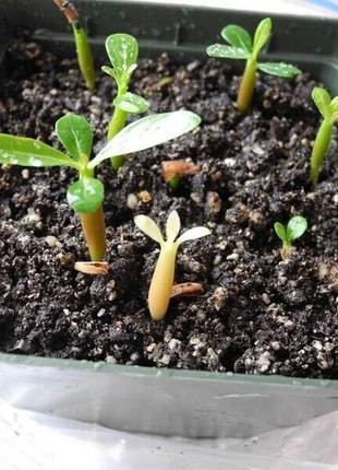 Blue Desert Rose Seeds