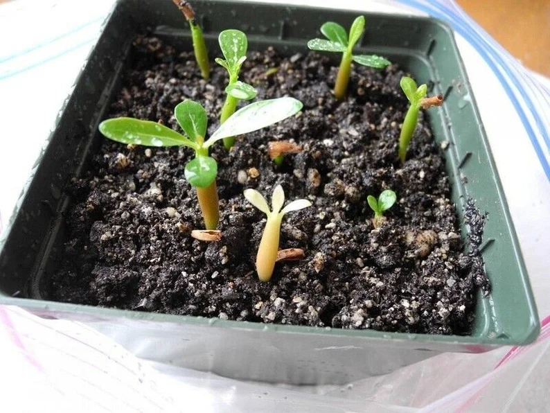 Blue Desert Rose Seeds