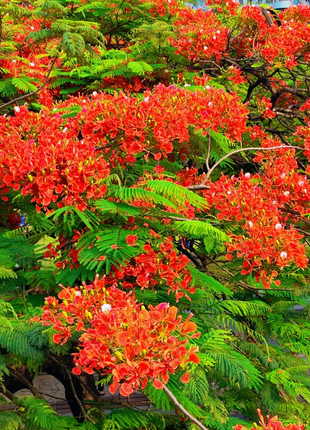 Royal Poinciana Seeds