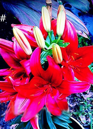 100 PCS Perfume Liliy Seeds Cheap Perfume Lilies Seeds Rare Color Flower Garden Plant