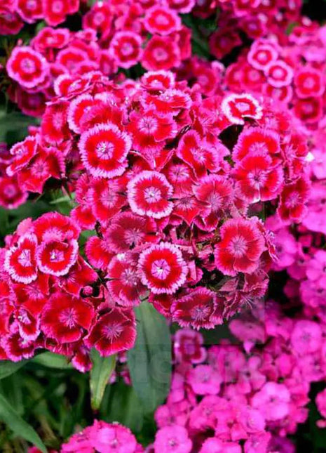Dianthus Barbatus Mixed Color - Flower Seeds