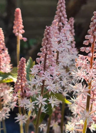 Pink Skyrocket Foam Flower