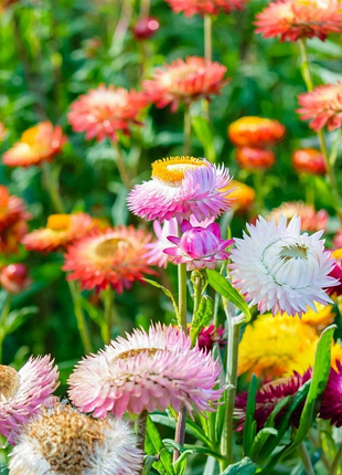 Strawflower Seeds - Swiss Giant Mix