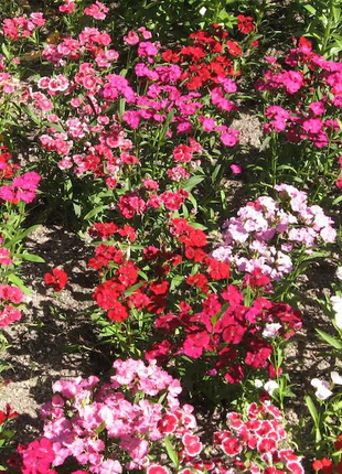WEE Willie Dwarf SWEET WILLIAM Mixed Colors Dianthus Barbatus Flower Seeds