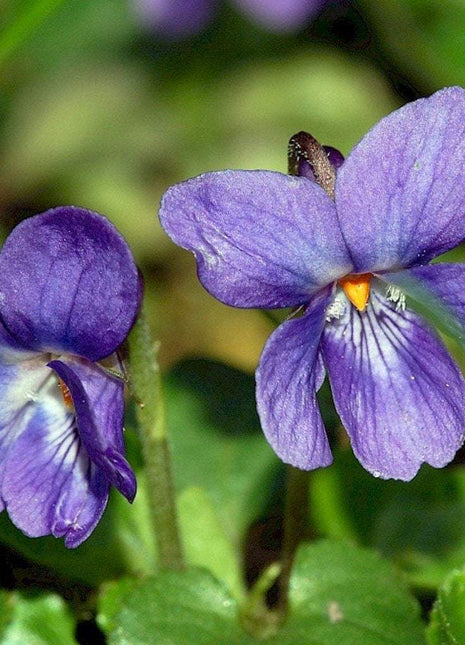 Sweet Violet Seeds (Viola odorata)Packet of 40+ Seeds