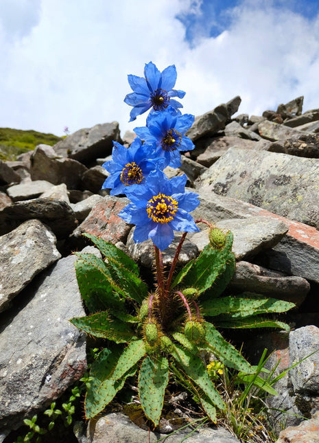 Meconopsis Rudis Flower Seeds