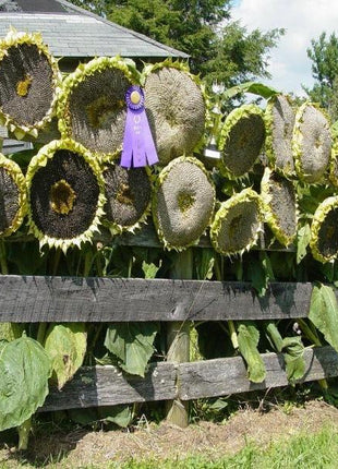 50 Pcs Mongolian Giant Sunflower Seeds