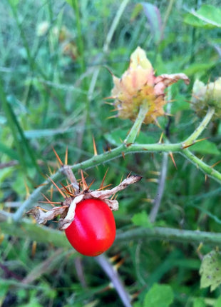 Litchi Tomato AKA Morelle de Balbis Seeds (Certified Organic)