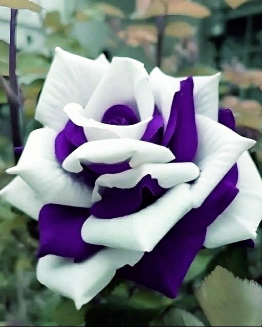 Rare Twin Rose Purple White