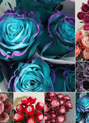 Garden of Dreams with Rare Color Varieties of Rose Seeds