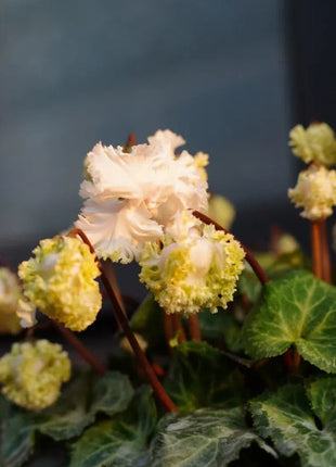 Cyclamen Flower Seeds