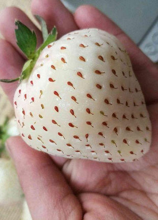 1 Bag Rare Milk Strawberry Seeds