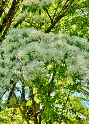 White Fringe Tree-April Snow