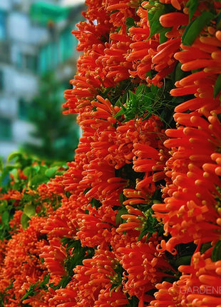 🏵️Pyrostegia Venusta Climing Flower Seeds