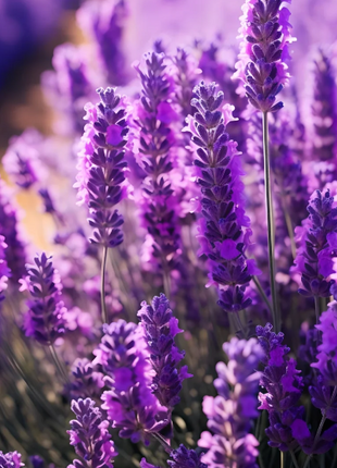 🌿Lavender Seeds Purple Blooming