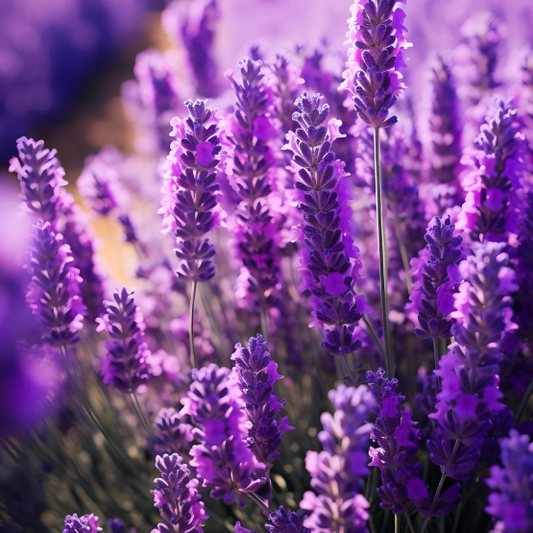 🌿Lavender Seeds Purple Blooming