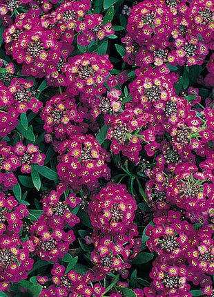 Alyssum Seeds, Royal Carpet