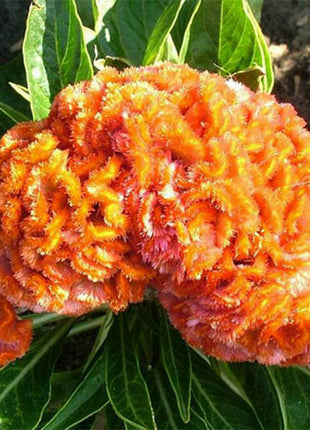 100pcs DWARF CORAL GARDEN MIX COCKSCOMB