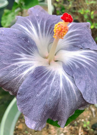 Mixed Giant Ombre Hibiscus Exotic Coral Flowers Seeds