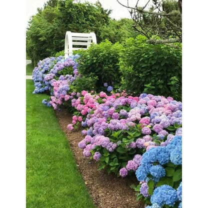 Hydrangea Seeds 50 seeds Mixed Color Seeds Stunning Perennial Flower Seeds for Gardeners Hardy Blooms Perfect for Landscaping and Garden Beautification