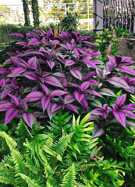 Persian Shield Hued Foliage Plant