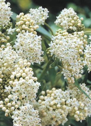 Asclepias Collection