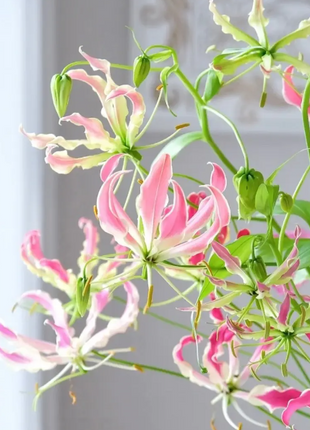 💐Gloriosa Lily—Life Never Dies, Passion Never Dies