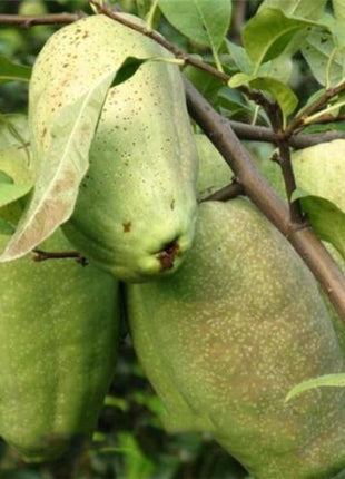 Unique Shape Papaya Seeds