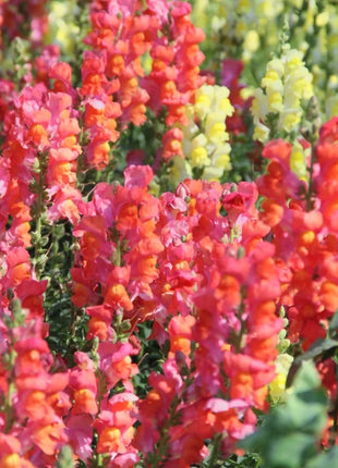 Garden Snapdragon Seeds