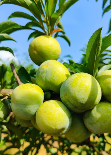 Yellow Plum Seeds Sugar Plum