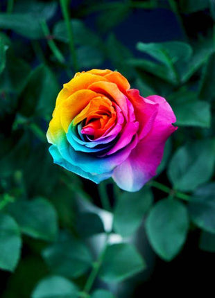 Rainbow Rose Seeds