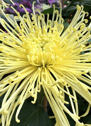 Rare Golden Chrysanthemum Seeds-Longevity Flower💞