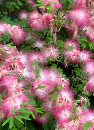 Silktree Albizziae Flower