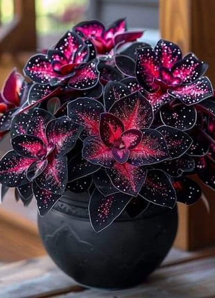 Stardust Begonia 🌟