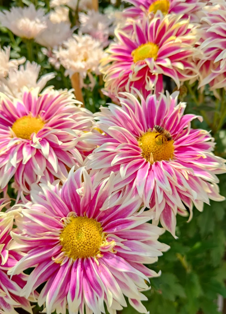 Rare Treasure Chrysanthemum Seeds
