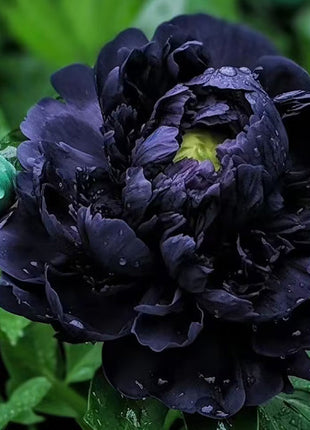 Rare Black Peony Seeds