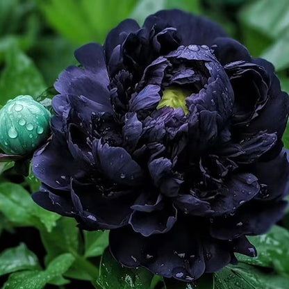 Rare Black Peony Seeds