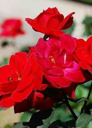 Alitissimo Climbing Rose Seeds