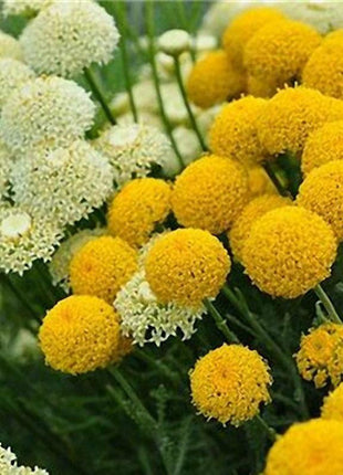 Garden Outdoor Giant Allium Giganteum Beautiful Flower Seeds Bonsai Plant Seeds