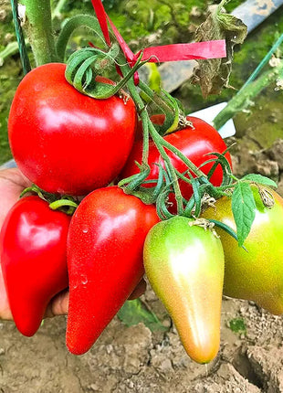 Mango Honey Tomato Seeds