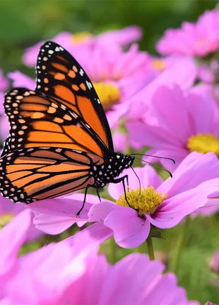 🌺Cosmos - Blooming Means Happiness And Luck