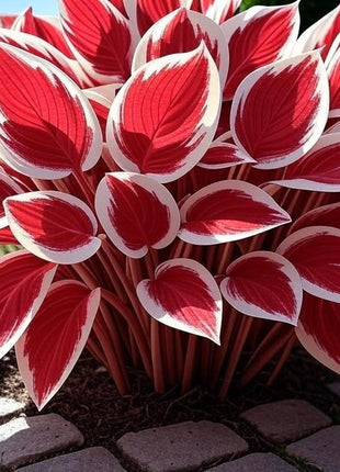 800 PCS Mixed Color Hosta Seeds, Easy to Grow Perennial, Shade-Tolerant, Low Maintenance, Ideal for Borders & Shady Gardens