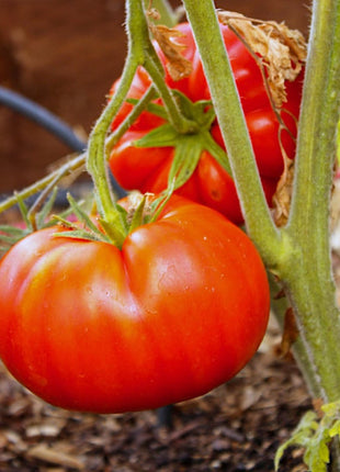 Giant Delicious Tomato / Up to 2kg (20 Seeds a Pack)