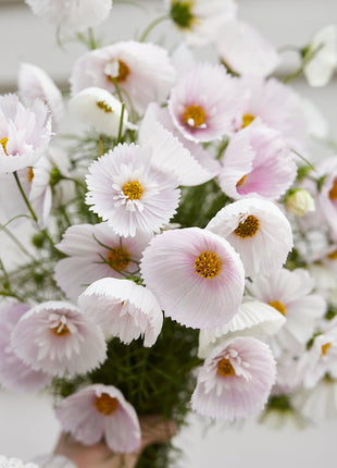 COSMOS CUPCAKE BLUSH FLOWER SEEDS