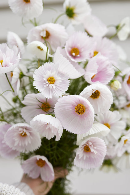 COSMOS CUPCAKE BLUSH FLOWER SEEDS